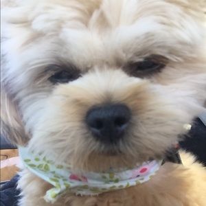 Meet your Posher, Connie